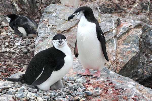Day14_ElephIs_PtWild_5586 (1).jpg - Chinstrap Penguins with Chick, Point Wild, Elephant Island, South Shetlands